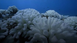 Coral Reefs Are Heading Toward the Worst Global Mass Bleaching on Record