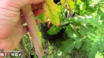 12 trucos para cultivar tremendos tomates. Poda y Fertilización