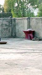 Hungry Crow #viral #trending #foryou #reels #beautiful #love #funny #delicious #fun #love #yummy