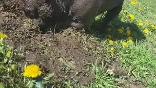 Dog Gets Face Covered in Mud While Digging and Playing in Muddy Puddle