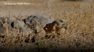 70 Critically Endangered Tortoises Are Thriving in the Wild 6 Months After Their Release