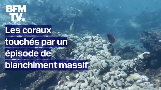 Les coraux touchés par un épisode de blanchiment massif