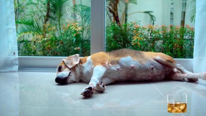 Dog | What dog food do vets not recommend?