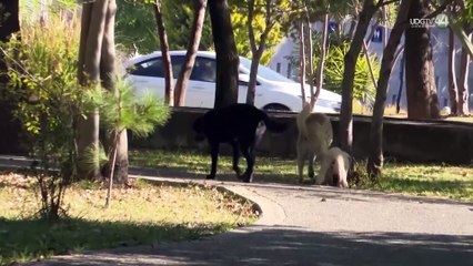 Las mascotas también pueden morir de calor