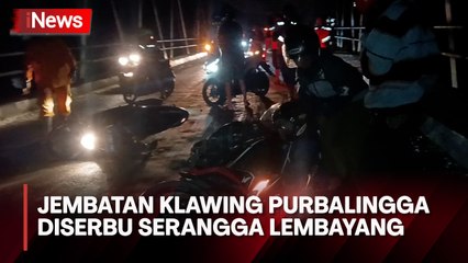 Jembatan Klawing Purbalingga Diserbu Serangga Lembayang, Puluhan Pengendara Motor Jatuh Terpeleset