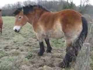 KANETTE 5 TRAIT AUXOIS