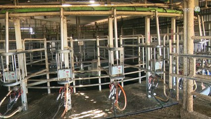 Productoras de leche en Zapotlanejo, en crisis porque ya no les compran