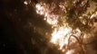 Yalova'da orman yangını: 2 gözaltı var
