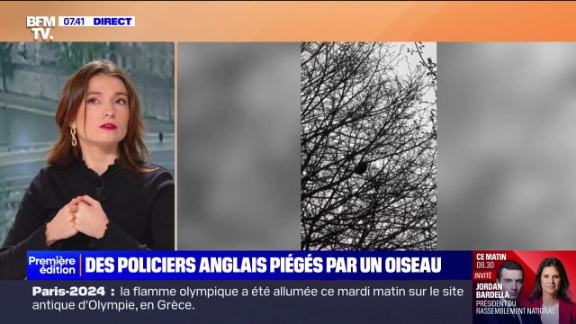 Des policiers britanniques piégés par un oiseau qu'ils ont confondu avec une sirène de voiture