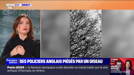 Des policiers britanniques piégés par un oiseau qu'ils ont confondu avec une sirène de voiture