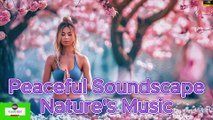 Healing Harmony: Music to Restore Heart, Nerves, and Soul - Live Relaxing Broadcast Calming Music, Stress Relief, Anxiety Relief,  Relaxation And Meditation Music,