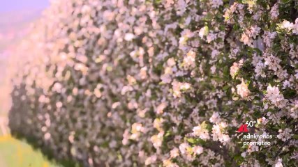 Val di Non, lo spettacolo dei meleti in fiore