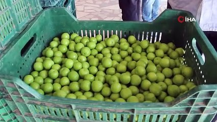 Bahçede hasat başladı: Kilosu 350 TL'ye kadar çıkıyor