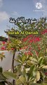 Surah Al Qariah | Tilawat Al Qariah | Tilawat quran beautiful voice | Learn Quran