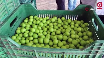 Açıkta hasadı Mersin’de başladı, Kilosu 50 ile 350 TL arasında