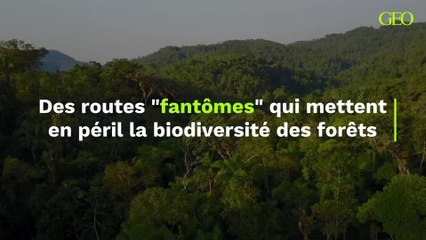 Un vaste réseau de "routes fantômes" permet de secrètement saccager des forêts à la biodiversité exceptionnelle