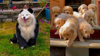 Dog Days Delight | A Compilation of Canine Cuteness That Will Melt Your Heart