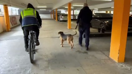 Homeless dog rescued from Birmingham city centre multi-storey car park