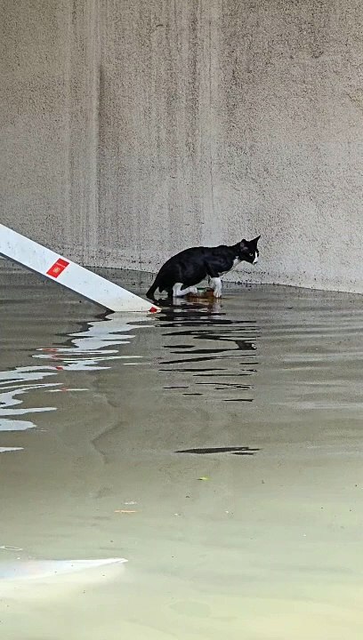 Stranded cat in Dubai