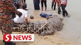 500kg croc captured by firemen in Merlimau