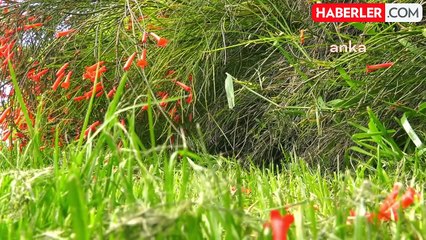 Konyaaltı Belediyesi, HayatPark'ın peyzajını yeniliyor