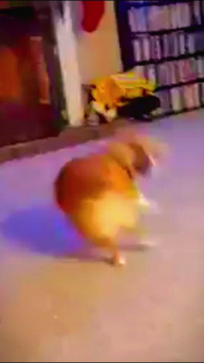 cute dogs baby