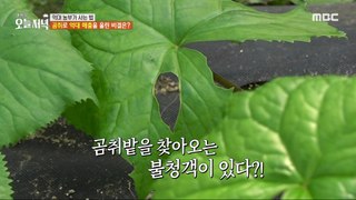 [HOT] There's an uninvited guest coming to the Gomchwi field?!, 생방송 오늘 저녁 240417