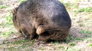 World’s oldest-known wombat set to turn 35 years old