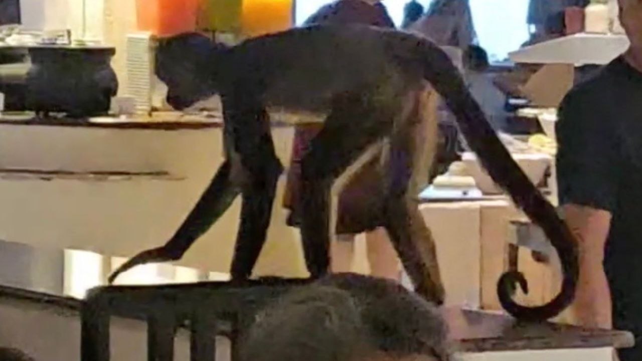 Wilder Affe verursacht Chaos im Buffetrestaurant