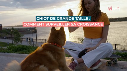 Chiot de grande taille : ce à quoi vous devez faire attention pendant sa croissance