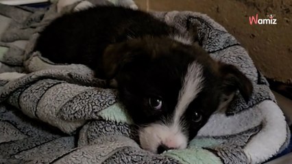 Les adoptant du chiot ne viennent pas le chercher, mais la vie lui réserve une surprise
