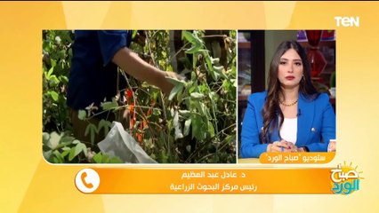 عودة "طويل التيلة".. رئيس مركز البحوث الزراعية يتحدث عن خطة الدولة لإعادة إنتاج "القطن المصري"