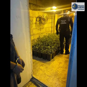 DESMANTELADA UNA PLANTACIÓN CON MAS DE MIL PLANTAS DE MARIHUANA EN GÜÍMAR