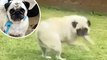 Meet the pug who spins in circles due to 'rare neurological disease'