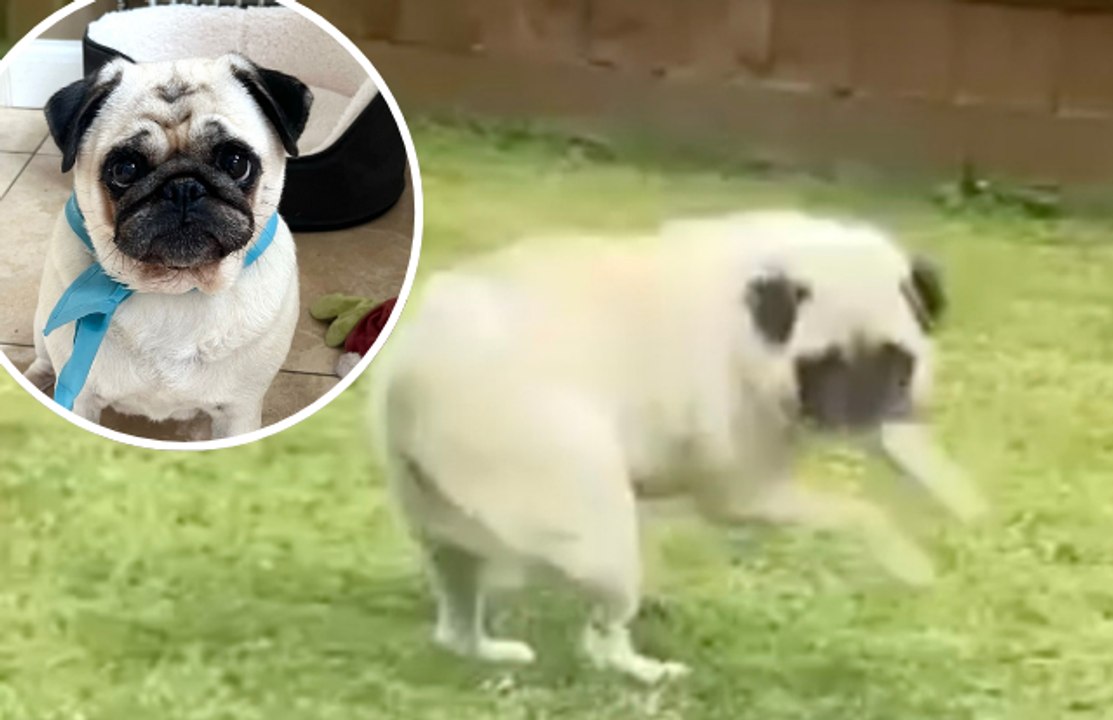 Meet the pug who spins in circles due to 'rare neurological disease'