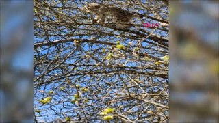Vaşak, Kangal köpeklerinden ağaca tırmanarak kurtuldu