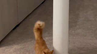 Orange Cat Plays Fetch With Owner