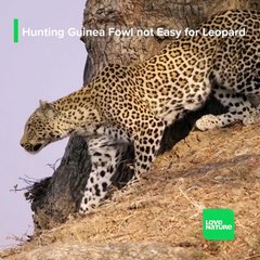 Young nomad leopard Olimba has her eyes on a flock of guinea fowl,