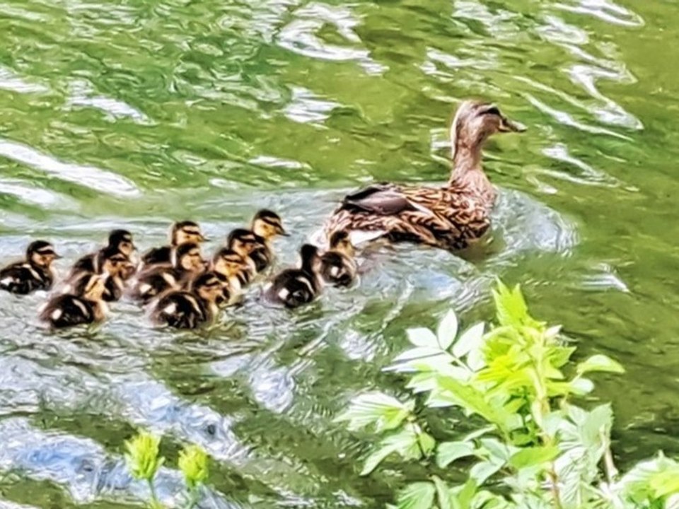 Rettung aus Notlage: Feuerwehr befreit 14 Entenküken