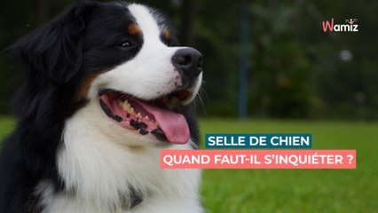 Tout savoir sur les selles de votre chien : quand faut-il s'inquiéter ?