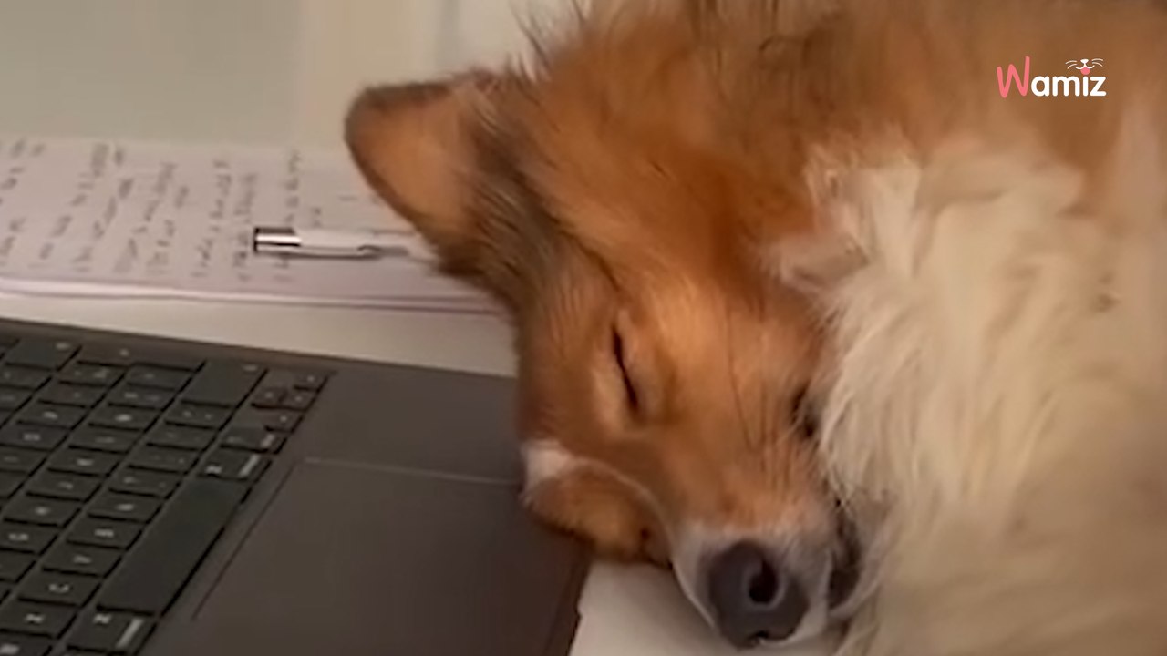 BONNE ANNÉE à tous les amis des animaux ! Avez-vous pensé à des bonnes résolutions ? On vous aide à en trouver via les animaux de notre équipe Wamiz au bureau. Il y en a qui vous parlent ? 