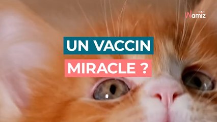 Tu rêves de voir l'espérance de vie de ton chat doubler ?  Découvre ICI le vaccin miracle ! 