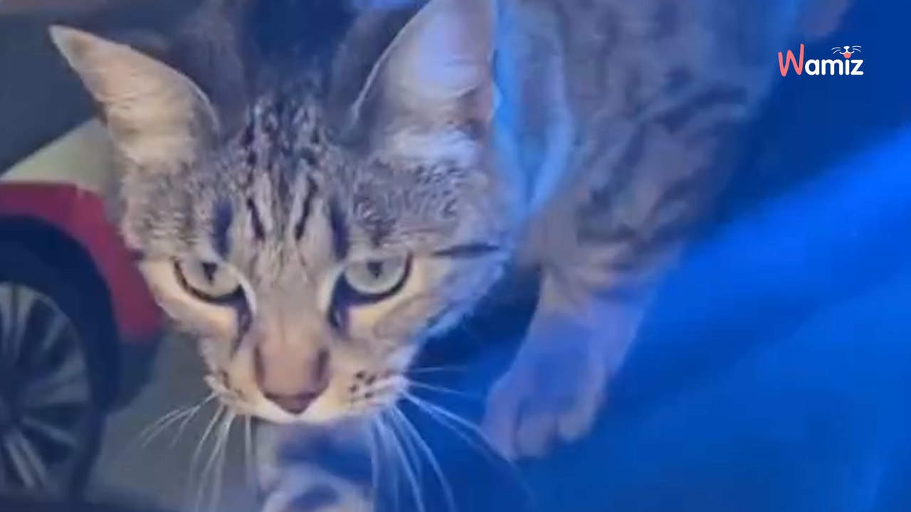 Le commissariat d’Albi peut désormais compter sur une nouvelle recrue ! Dix-sept est une brigadière pas comme les autres qui a très rapidement su faire ses preuves. En effet, ses collègues l’ont très vite adoptée et on comprend bien pourquoi 