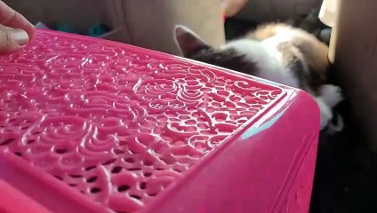 Kucing Jalan-Jalan Naik Mobil