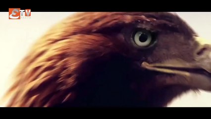 ALP Arsalan Season 1 Episode 37 Urdu Hindi Dubbed Etv facts