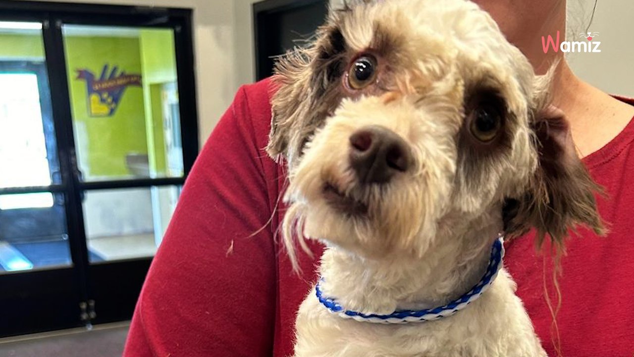 Ils entendent du bruit dans une benne à ordures et découvrent un chien avec la tête entièrement scotchée