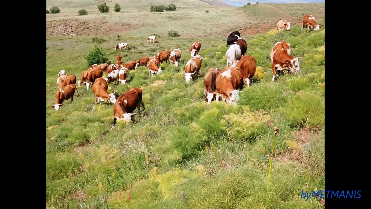 Van Gevaş Metmanis Nahır(garan) 2023