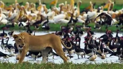 Planète Terre, le triomphe de la vie - 23 avril