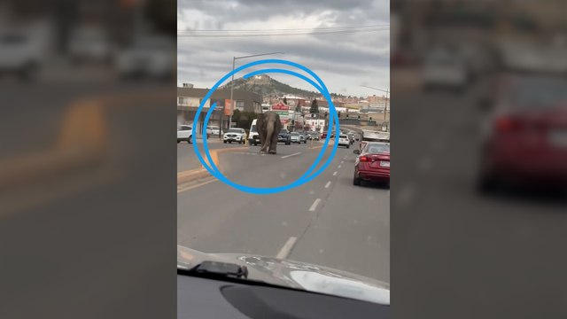 États-Unis : un éléphant s'échappe de son cirque et sème la zizanie sur la route