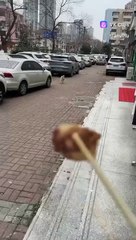 Dog doing shuffle move  Funny dog video 